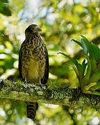 Yellow-headed Caracara