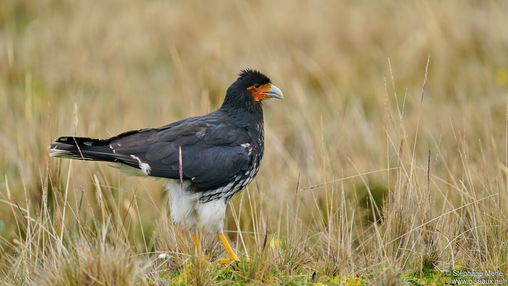 Caracara caronculé mâle adulte