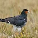 Caracara caronculé