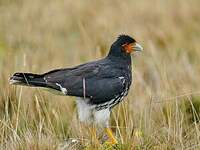 Caracara caronculé