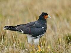 Carunculated Caracara