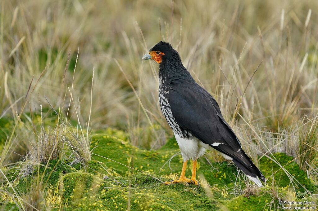 Caracara caronculé mâle adulte