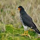 Caracara caronculé
