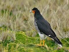 Carunculated Caracara