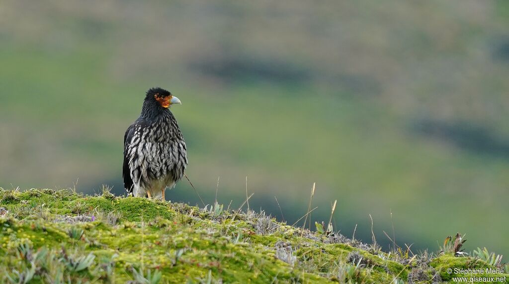 Caracara caronculé mâle adulte