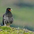 Caracara caronculé