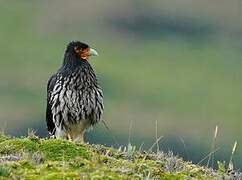 Carunculated Caracara