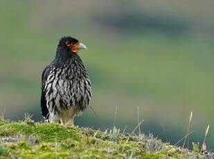 Caracara caronculé