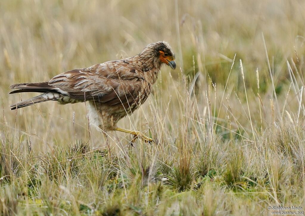 Carunculated Caracara