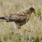 Caracara caronculé