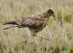 Carunculated Caracara