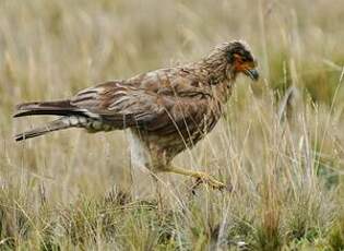 Caracara caronculé