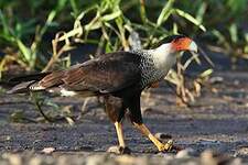 Caracara du Nord