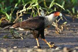 Northern Crested Caracara