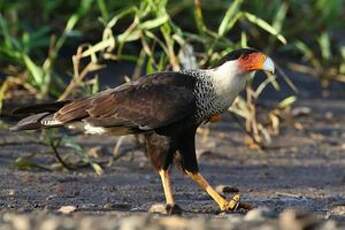 Caracara du Nord