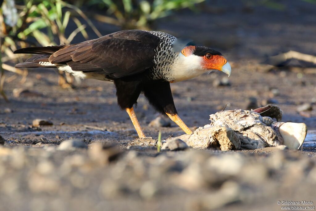 Northern Crested Caracara