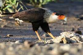 Crested Caracara (cheriway)