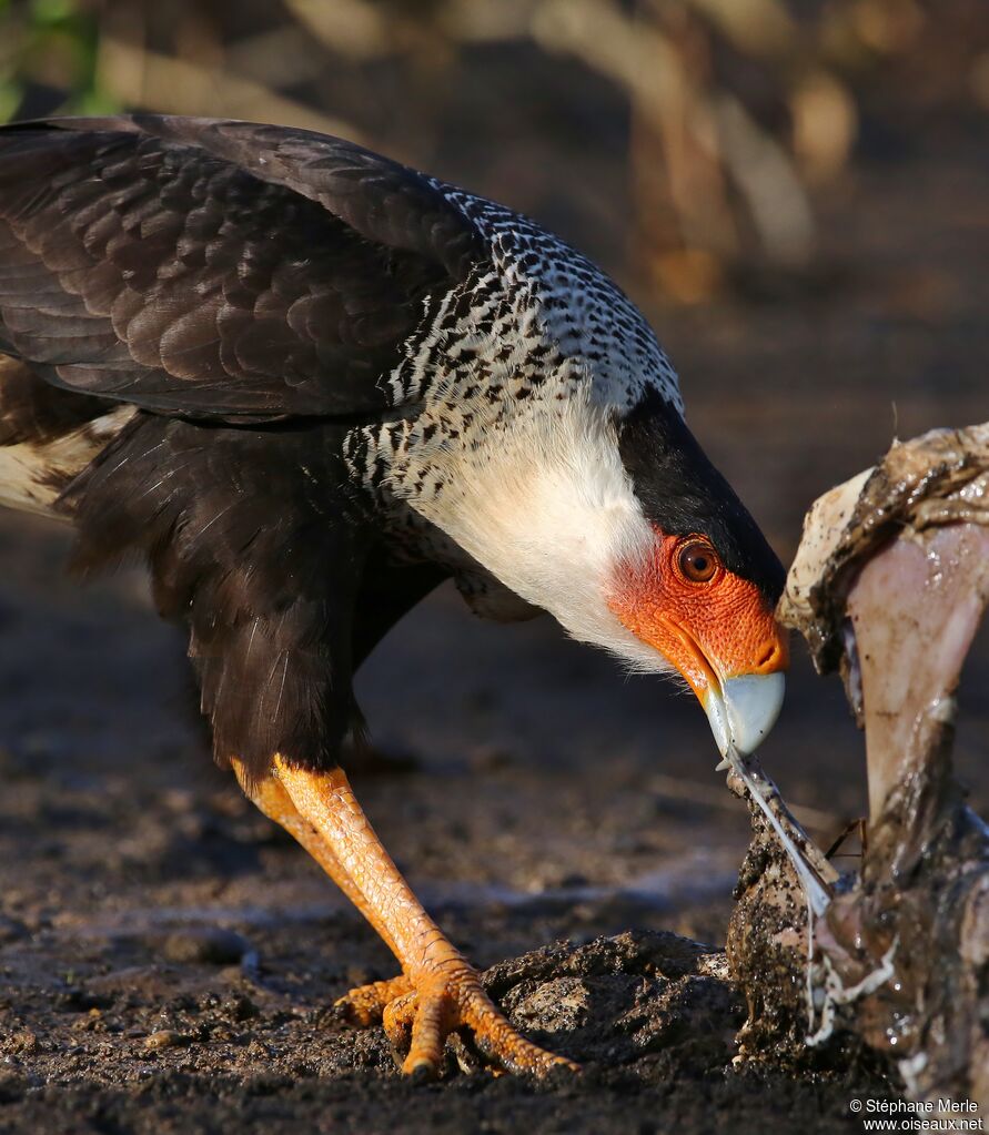 Crested Caracara (cheriway)adult