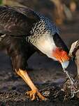 Caracara du Nord