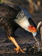 Crested Caracara (cheriway)