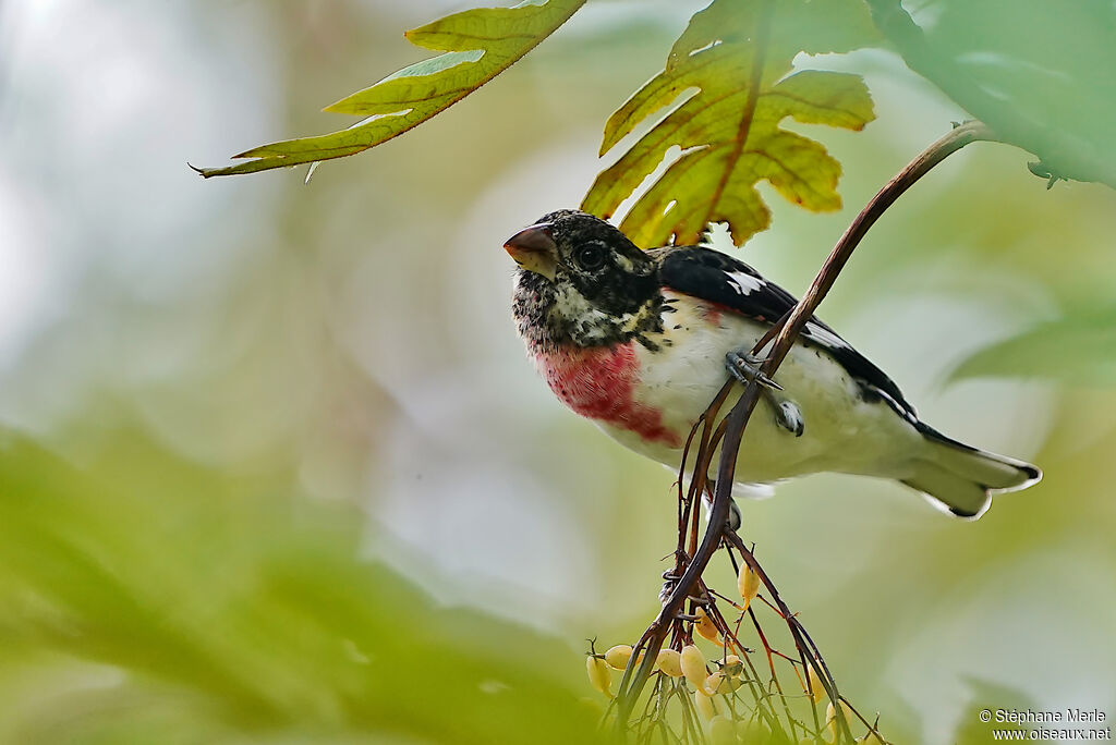 Rose-breasted Grosbeak male adult