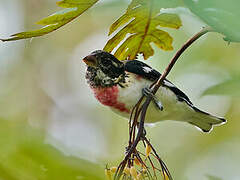 Rose-breasted Grosbeak