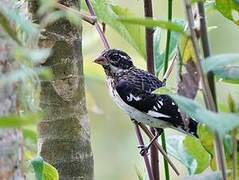 Rose-breasted Grosbeak