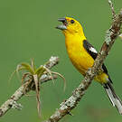 Cardinal à tête jaune