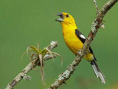 Golden Grosbeak