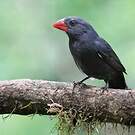Cardinal fuligineux