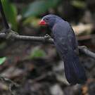 Cardinal fuligineux
