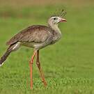 Cariama huppé