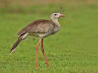 Cariama huppé