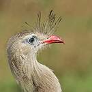 Cariama huppé