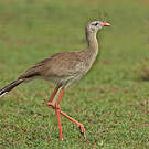 Cariama huppé