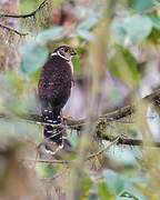 Barred Forest Falcon