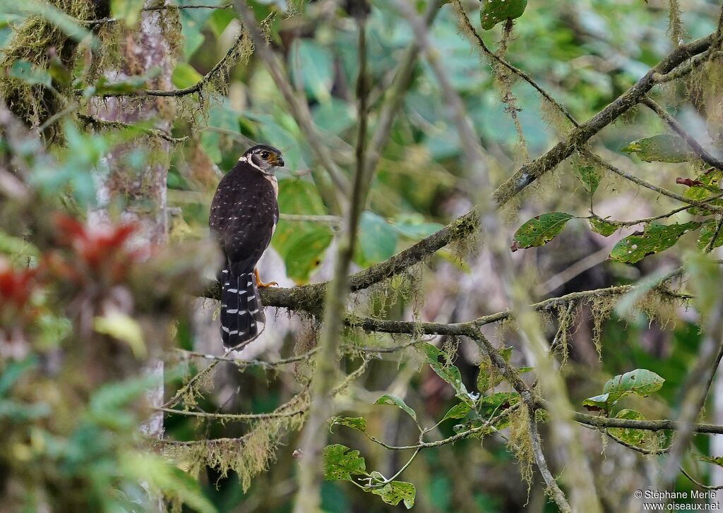 Barred Forest Falconadult