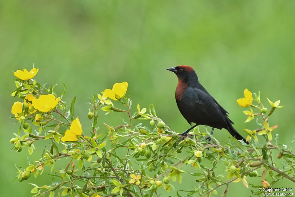 Chestnut-capped Blackbirdadult