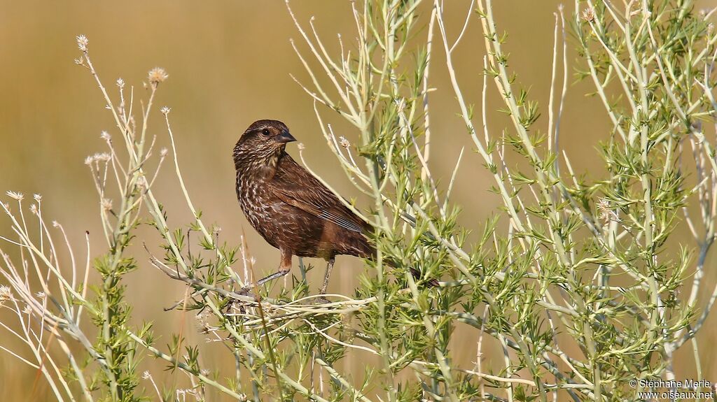 Red-winged Blackbird female