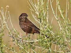 Red-winged Blackbird