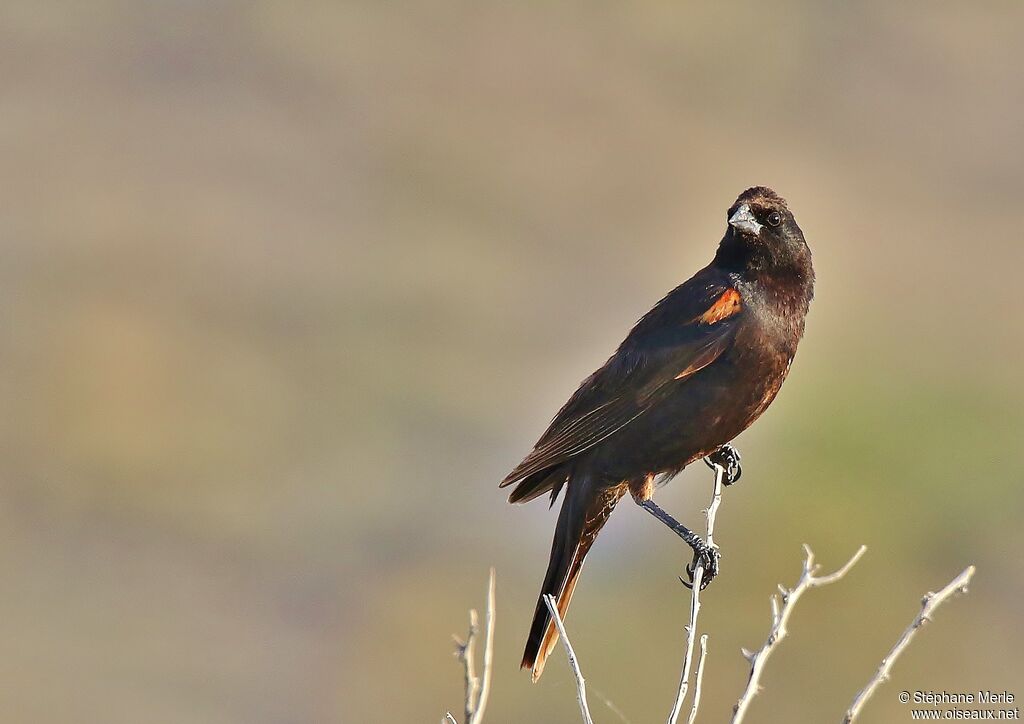 Red-winged Blackbird male