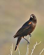 Red-winged Blackbird