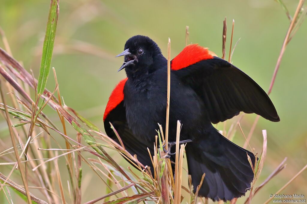 Red-winged Blackbird male adult breeding