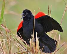 Red-winged Blackbird