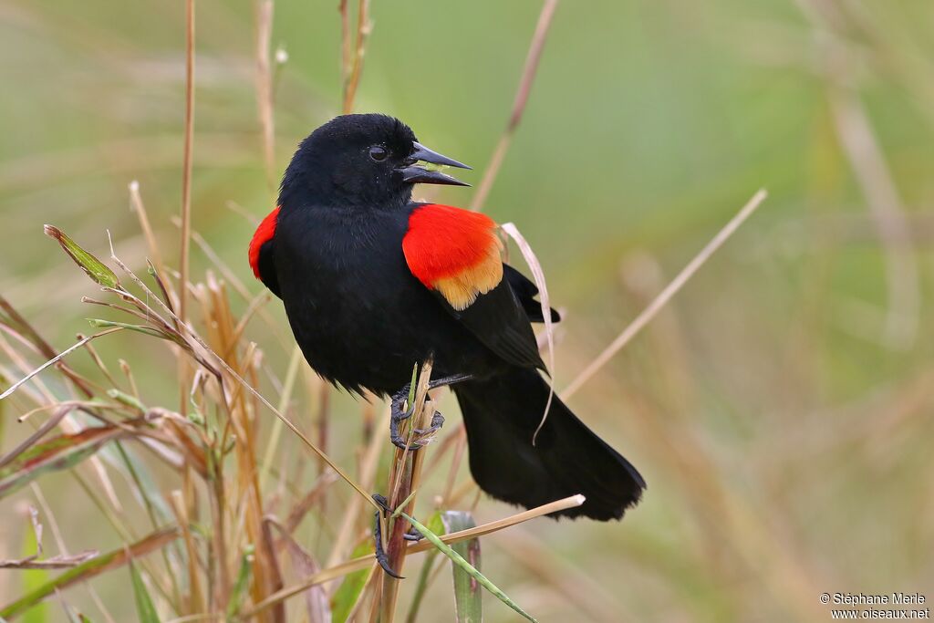 Red-winged Blackbird male adult