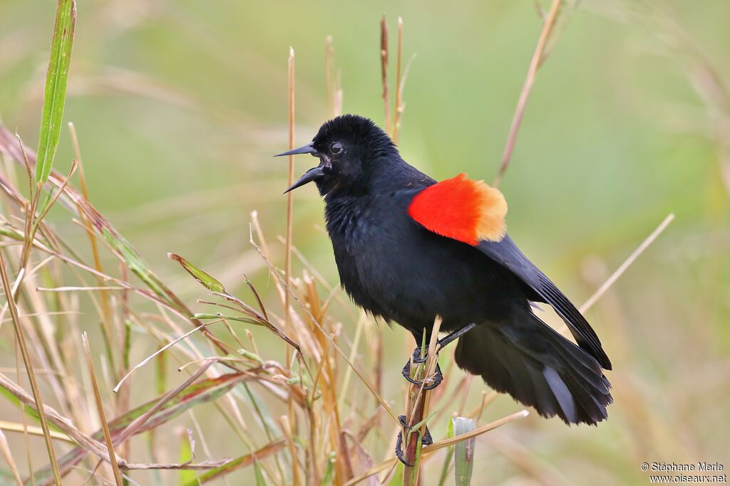 Red-winged Blackbird male adult breeding