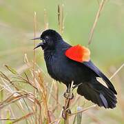 Red-winged Blackbird