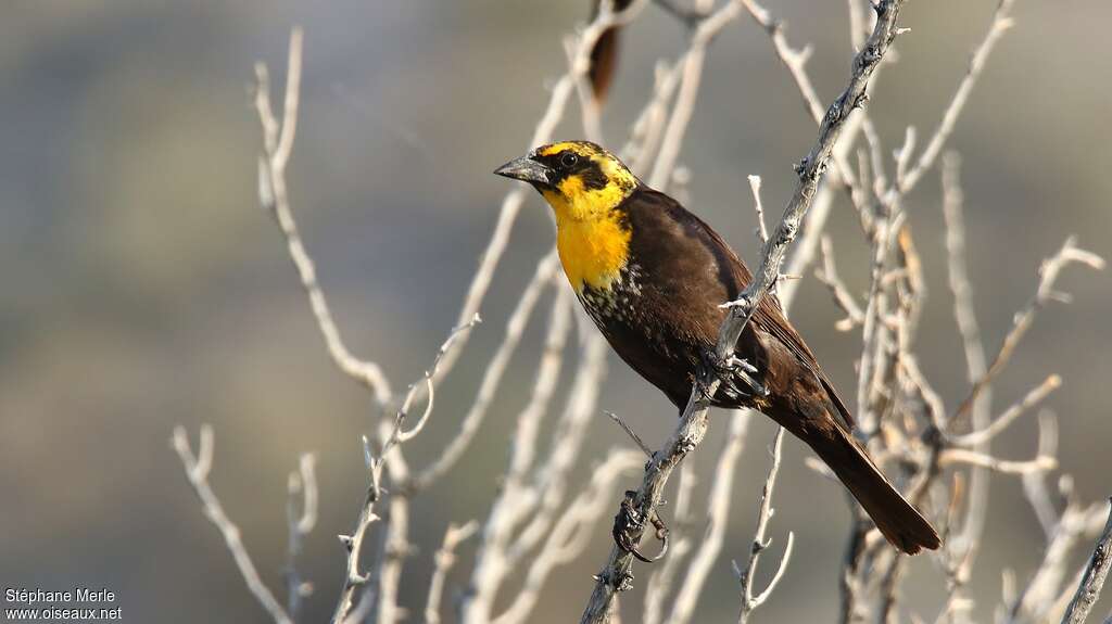 Yellow-headed Blackbird female adult, identification