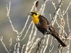 Yellow-headed Blackbird