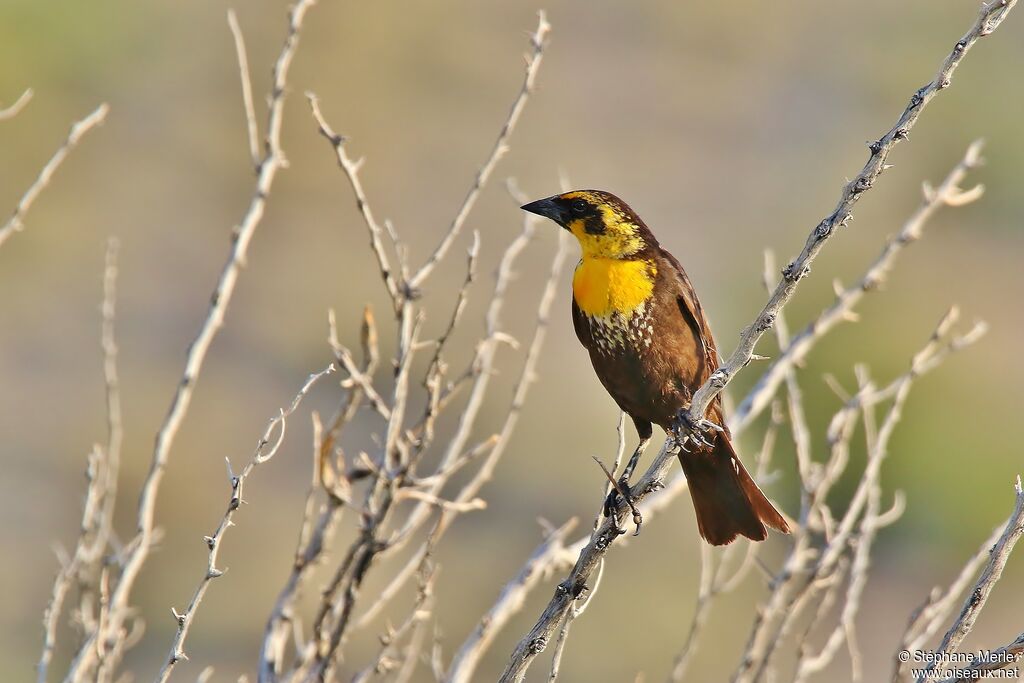 Yellow-headed Blackbird